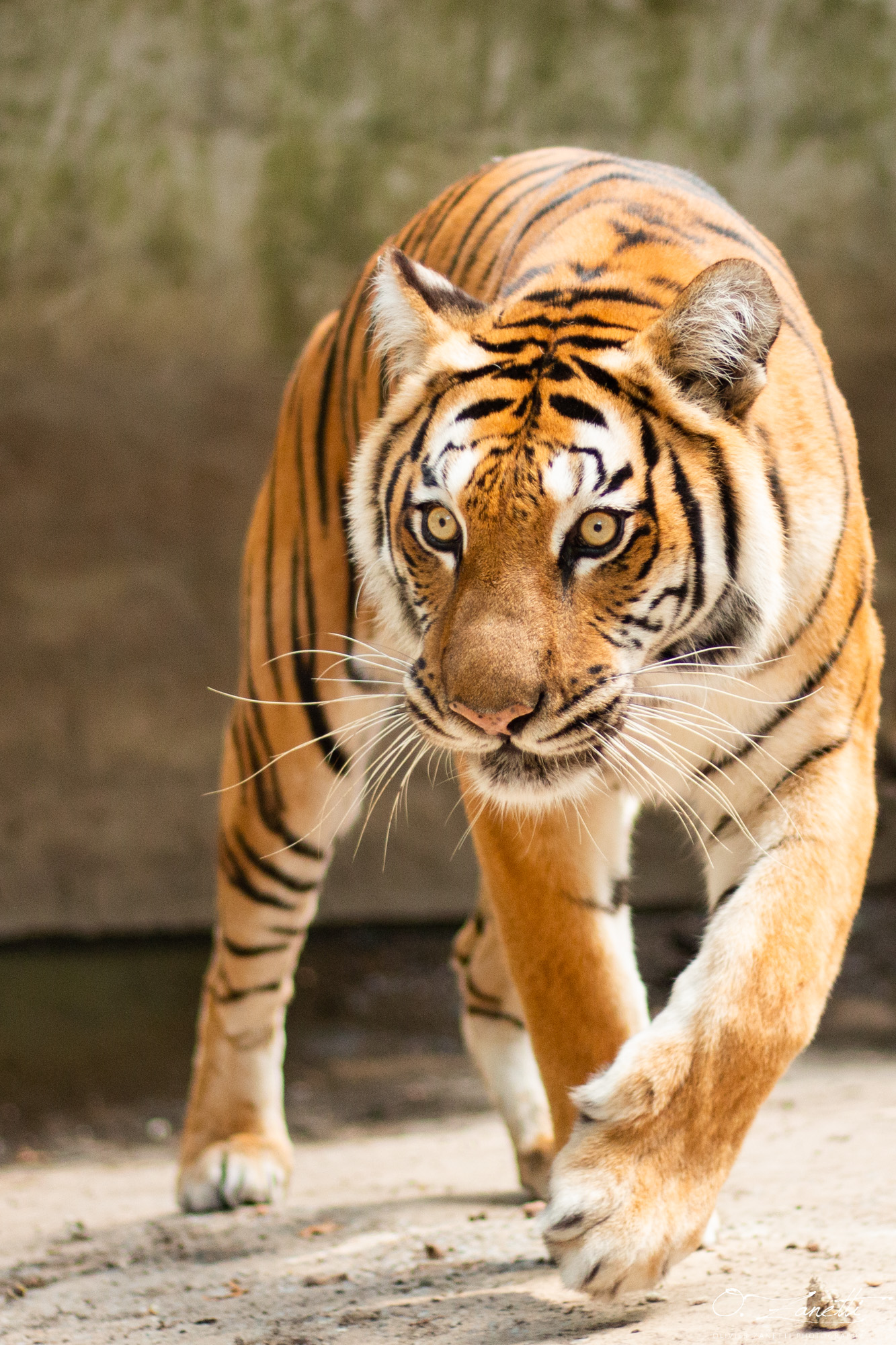 La majestueuse Osana