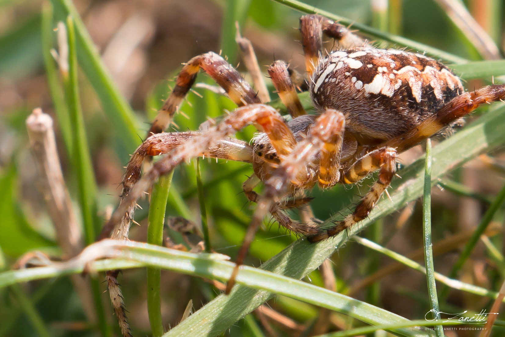 L'Epeire diadème se balade