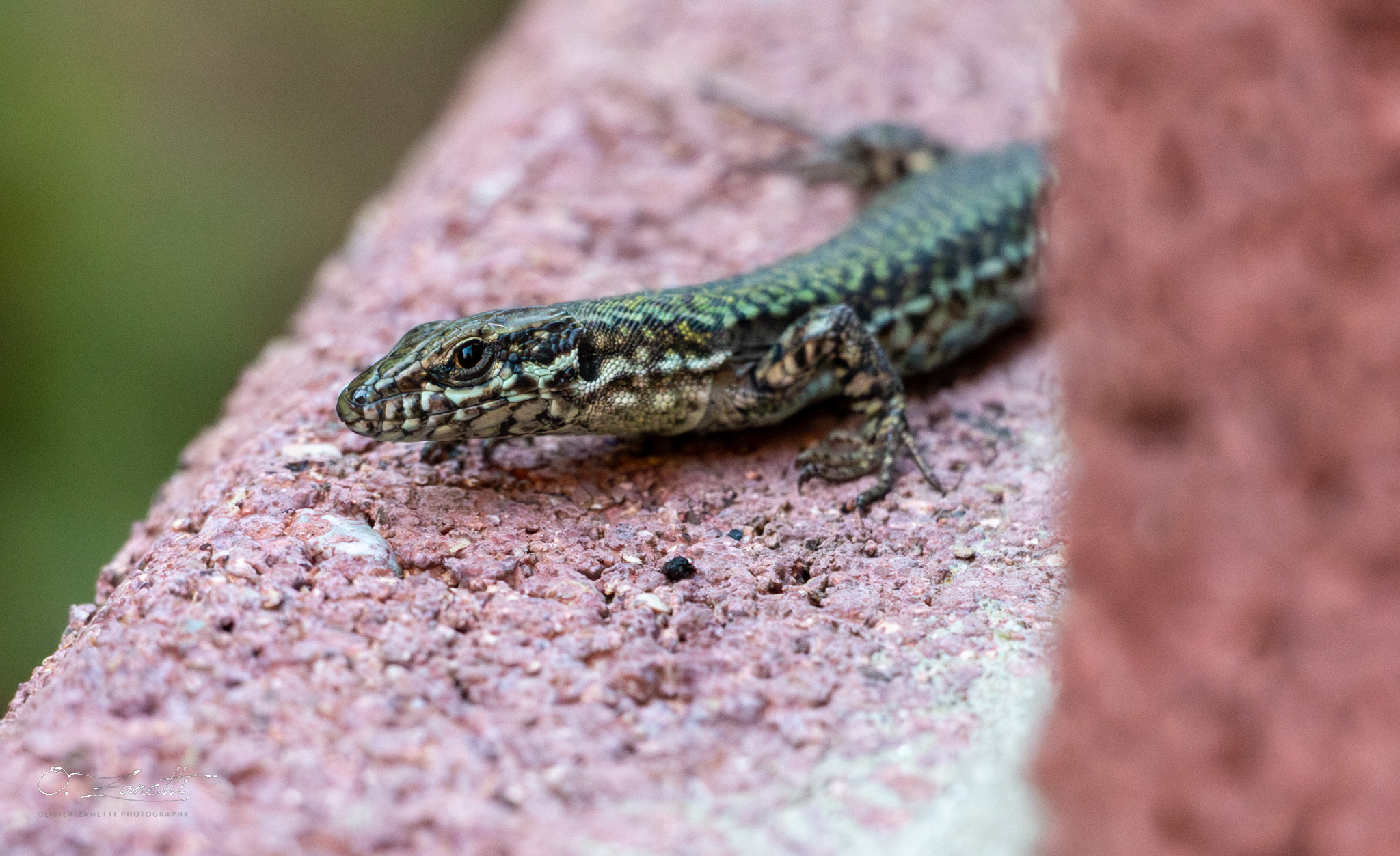 Le lézard à l'affut !