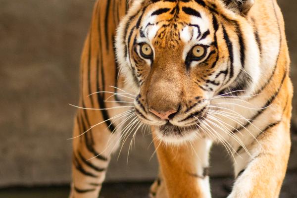 La majestueuse Osana