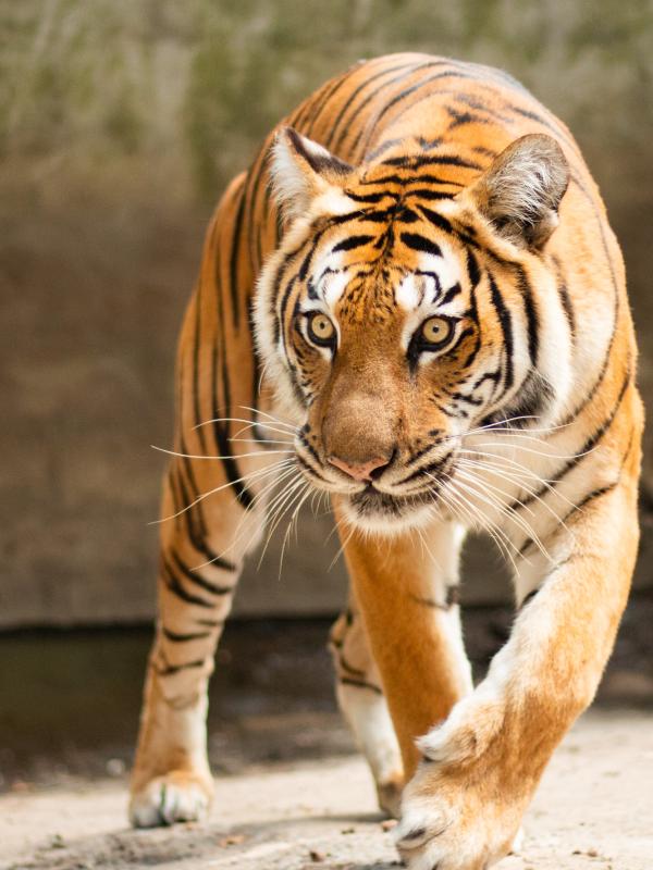 La majestueuse Osana