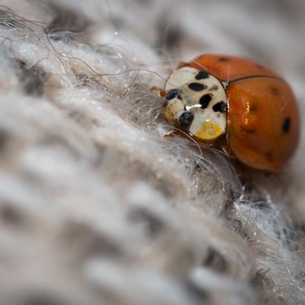 La petite coccinelle