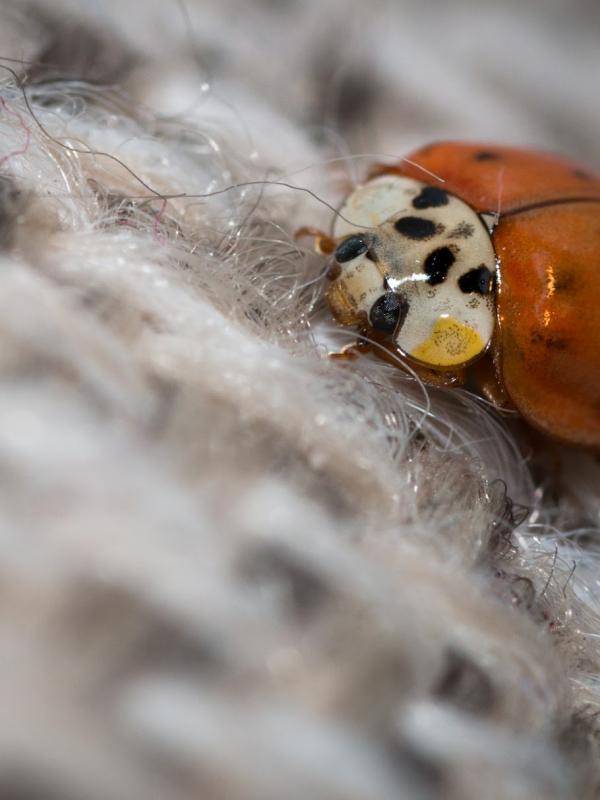 La petite coccinelle