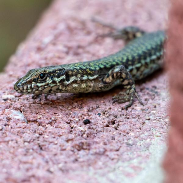 Le lézard à l'affut !