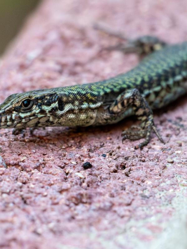 Le lézard à l'affut !